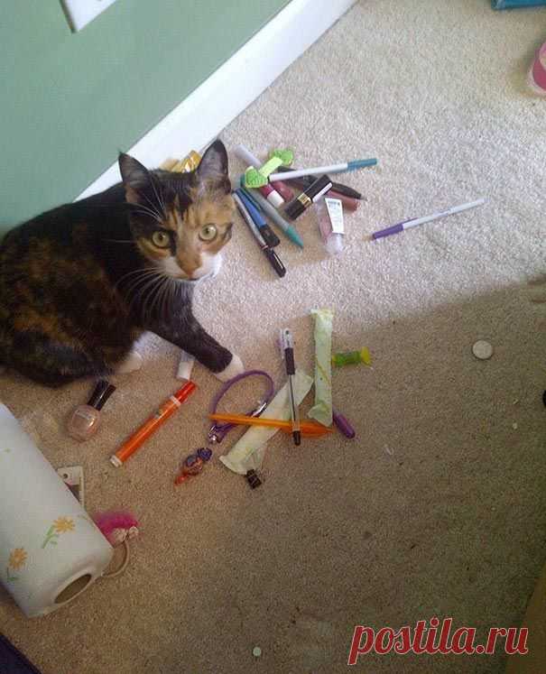 18 котов-воришек, вместе со своими сокровищами / Питомцы