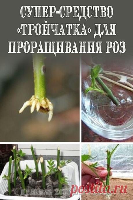 «Тройчатка» — помощь розам в росте