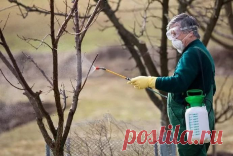 Медный купорос: класс опасности, инструкция по применению, приготовление раствора, опрыскивание роз осенью, обработка, фото