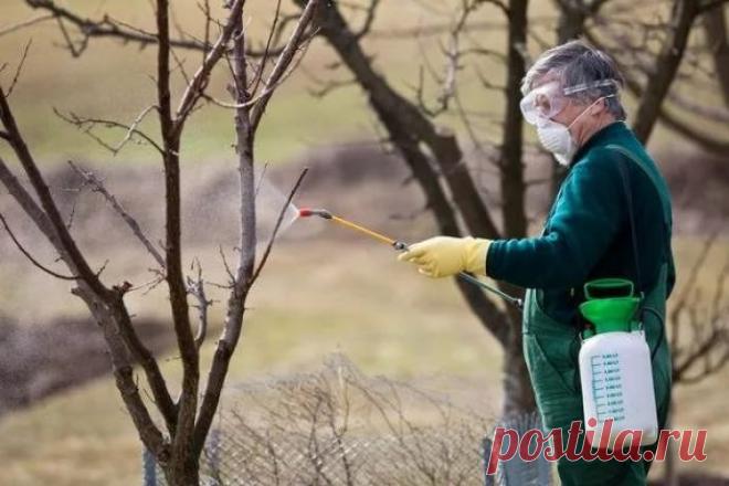 Медный купорос: класс опасности, инструкция по применению, приготовление раствора, опрыскивание роз осенью, обработка, фото