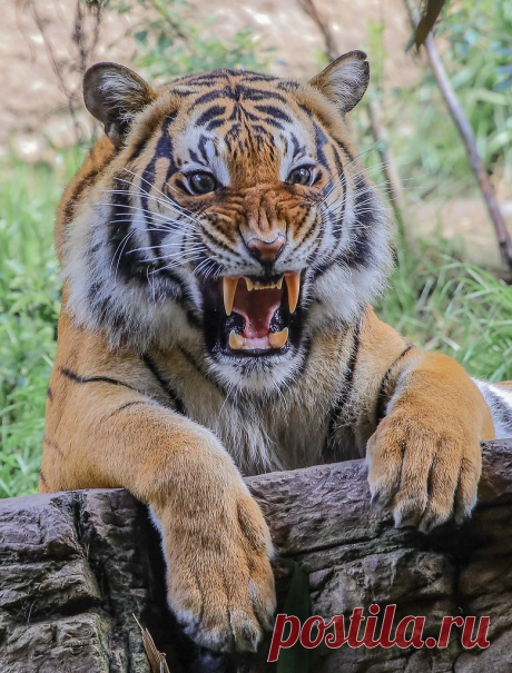 Malayan Tiger Explore iangill1948's photos on Flickr. iangill1948 has uploaded 447 photos to Flickr.
