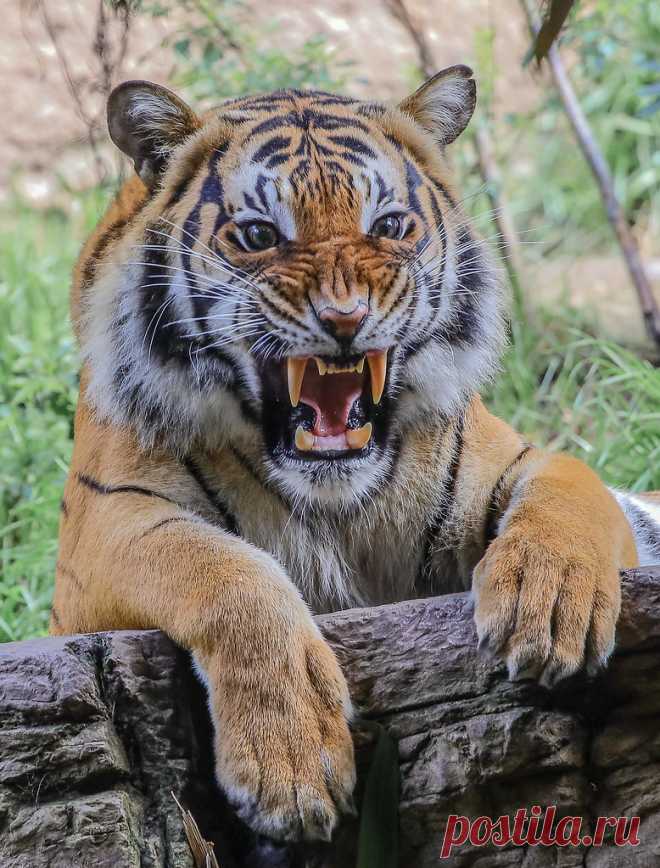 Malayan Tiger Explore iangill1948's photos on Flickr. iangill1948 has uploaded 447 photos to Flickr.