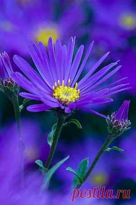 Aster amellus ‘Veilchenkonigin’ | Cool Places