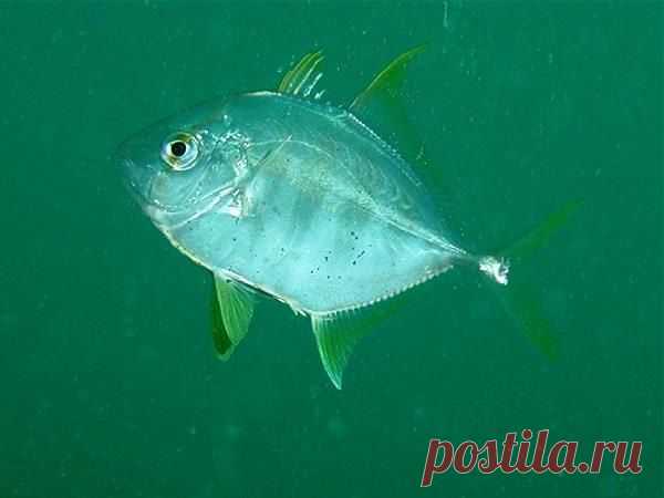 Carangoides armatus (Лат.),
Кавалла колючая, Кавалла вооруженная
Размеры 30 - 55 см 
Глубина 5 - 50 М
Это быстрые пелагические стайные хищники умеренных и тропических морей всех океанов.  Хвостовой стебель тонкий, хвостовой плавник с глубокой вырезкой. Колючие лучи, составляющие переднюю часть спинного плавника, могут быть слабо развиты. Перед мягким анальным плавником есть две колючки. Боковая линия содержит увеличенные чешуи, образующие киль на хвостовом сте