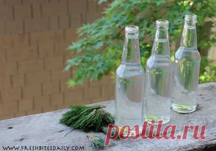 “Drink a tree” on your next camping trip, recommend the Half Pints | Fresh Bites Daily