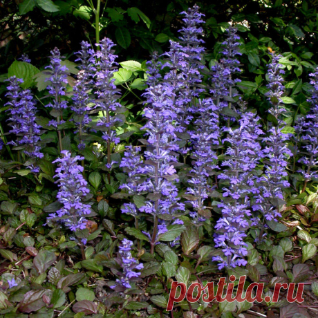 Многолетний садовый цветок Аюга (Ajuga). Семейство: голубоцветные (Iridaceae)

Синонимы: живучка

Корневищный многолетник со стелющимися и укореняющимися побегами и прямостоячими цветоносами высотой до 25 см. Листья цельные, овальные или лопатчатые, тупые, по краям крупнозубчатые, розеточные - на длинных черешках, стеблевые - сидячие. Цветки многочисленные, синие, реже белые или розовые, собраны в ложную мутовку.