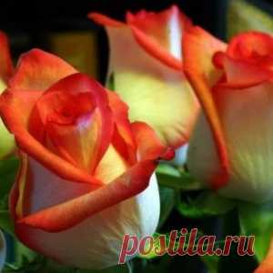 Осенние работы по уходу за розами