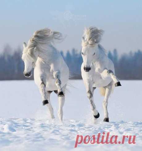 (2) Facebook