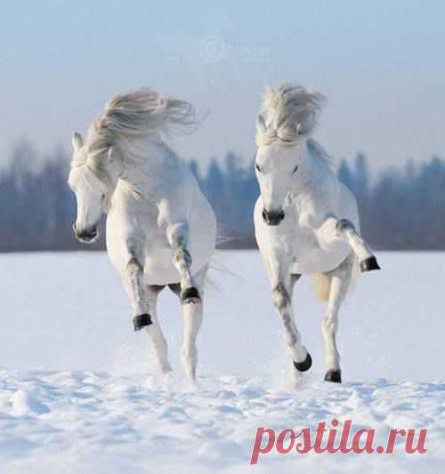 (2) Facebook