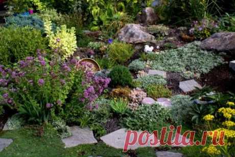 Почвопокровные растения для альпинария - Ботаничка.ru