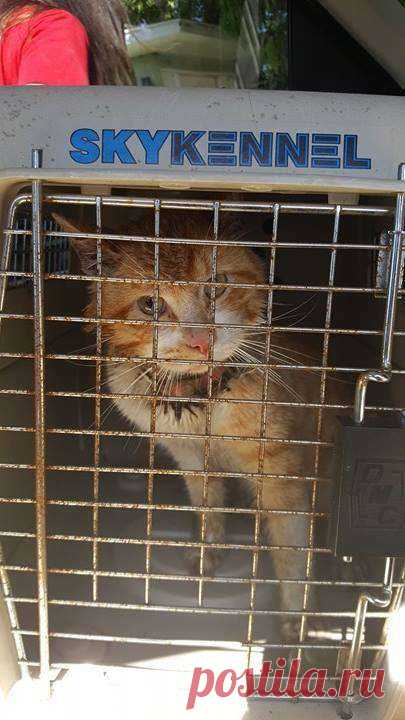 Кот с рулоном от скотча на шее… Что может быть печальнее? К счастью, жизнь Валентина сейчас совсем другая