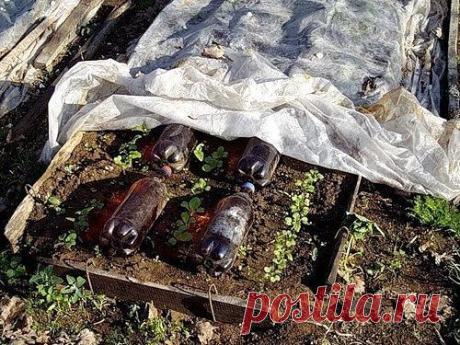 ПЛАСТИКОВЫЕ БУТЫЛКИ ТЕМНОГО ЦВЕТА ПОМОГУТ РАССАДЕ
Сохраните, чтобы не потерять!
Пластиковые бутылки темного цвета с водой аккумулируют тепло,за счет того,что днем вода в них нагревается и ночью отдают его рассаде;а если их вкопать вертикально,они станут поддержкой для пленки и объем внутри парника увеличится.