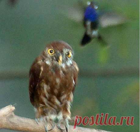 Самки птиц предпочитают агрессивных самцов | Все умницы