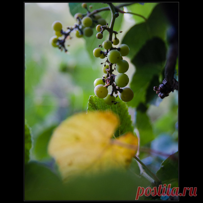 Фотографія 'Три дня до сентября..' / Дмитрий Домбровский / photographers.ua