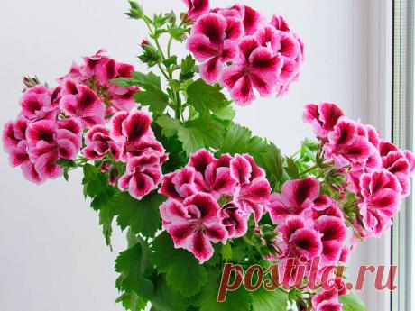 Растение Pelargonium характеризуется небольшой корневой системой, разветвленными стеблями, которые могут быть прямыми или ползучими, листья могут быть пальчатыми или иметь пальчато-рассеченную форму.  Пеларгония образует плод, который имеет вид коробочки, содержащей сохраняющиеся чашелистики. Это растение распространено в природе в различных климатических зонах, включая умеренные и тропические, и многие его виды можно найти в Африке.