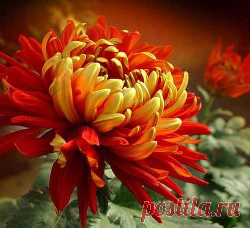 Царица осени - хризантема