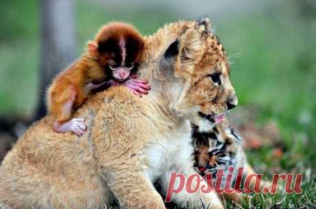 Мой Мир@Mail.Ru