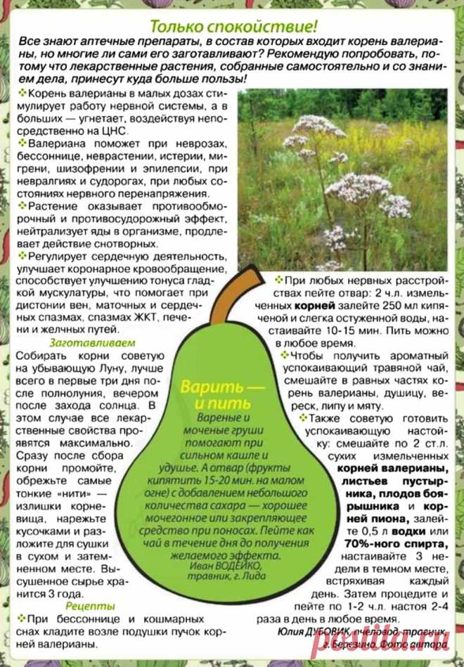 Корень валерианы