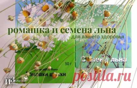 Ромашка с семенем льна творят чудеса! | Будь здоровым и счастливым! | Яндекс Дзен