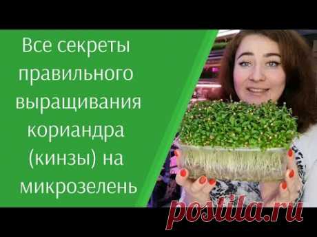 Как правильно прорастить кориандр (кинзу) на #микрозелень в домашних условиях. Все секреты.