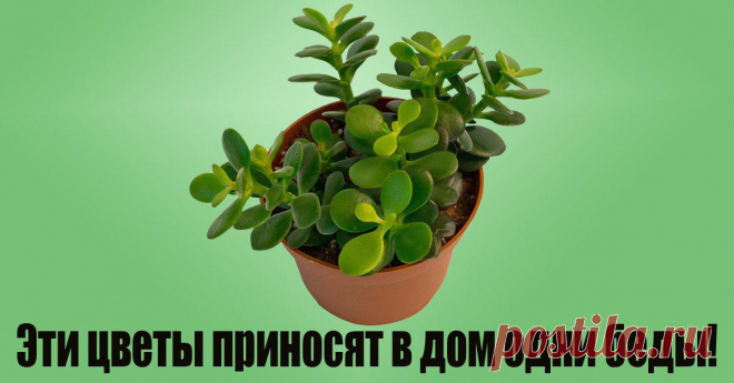 Какие растения вытягивают из тебя силы Я так любила этот вазон.