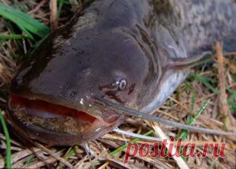 Рыбалка видео: Ловля сома в сентябре