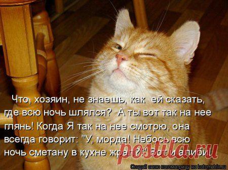 Веселые ожидания (котоматрица) | Обхохочешься