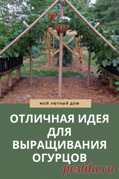 Идея как выращивать огурцы