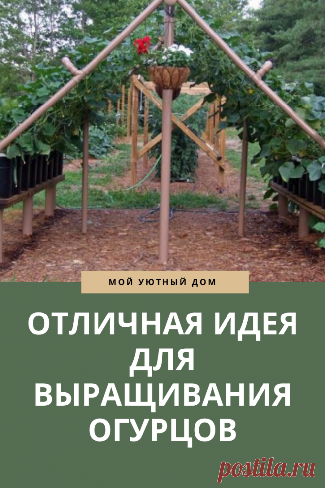 Идея как выращивать огурцы