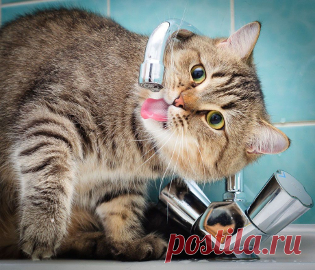 ФотоТелеграф » Фотограф и его коты
