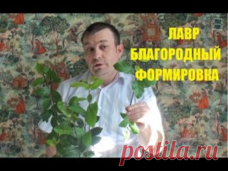 Лавр благородный. Формировка.