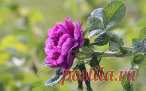 Цветы обои на рабочий стол - страница 12