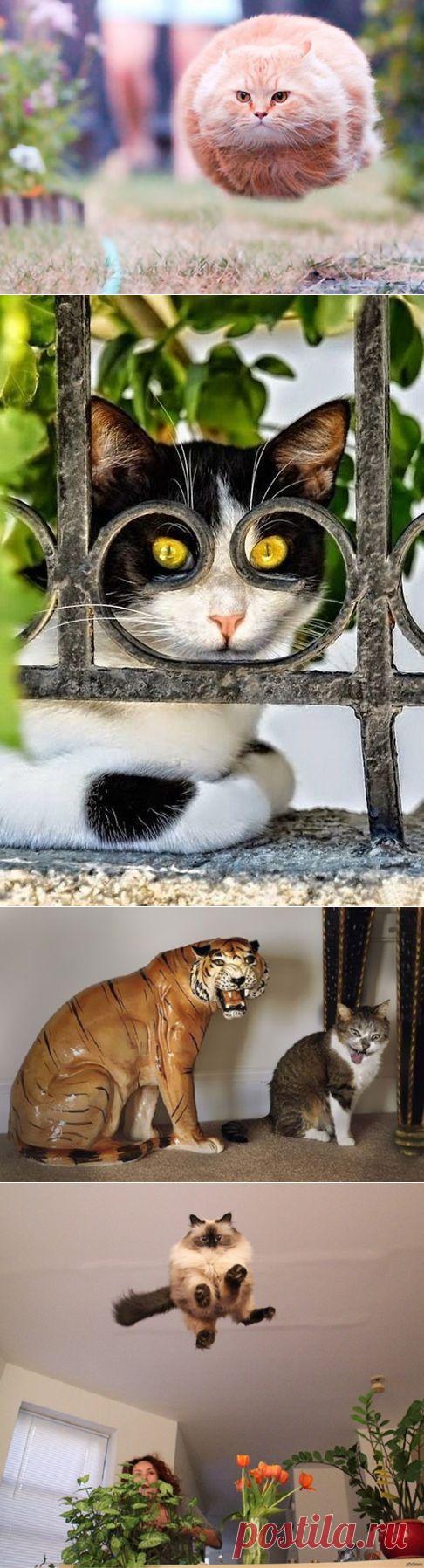 25 фотографий котов, сделанных в самый подходящий момент