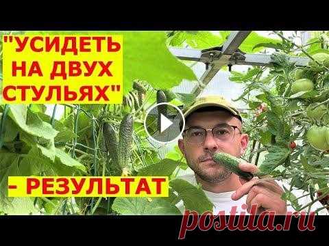 Ранние огурцы плодоносят до октября и не болеют Как сажать огурцы Как сажать огурцы в теплице для раннего и большого урожая? Помощь каналу, карта Сбербанка - 4276 3800 7513 3459 Роман Андреевич Я. Канал на Дзене - За...