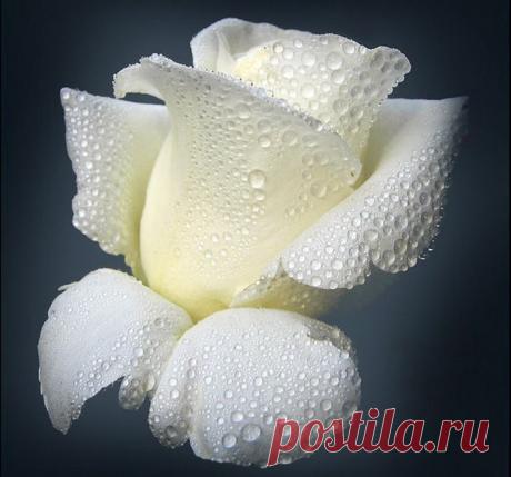 Белая роза.