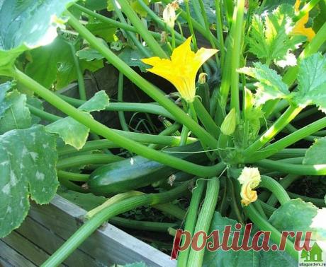 Выращивание кабачков | Дачная жизнь - сад, огород, дача