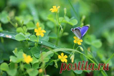 Кислица и мотылек