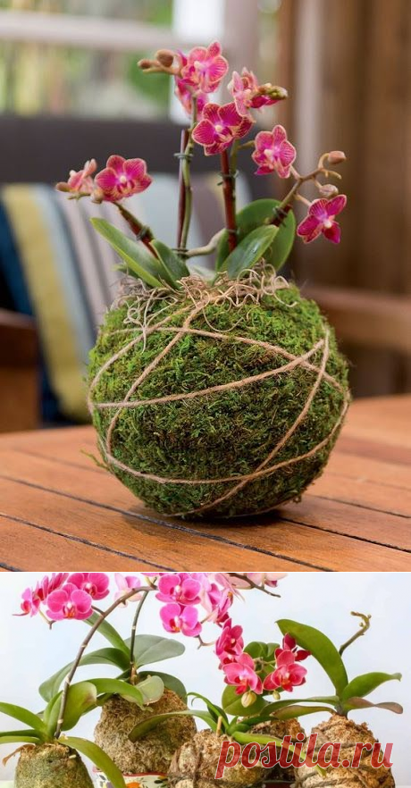 Prácticas Ideas para el Hogar...: DIY Kokedama Orquídea. Como cuidar (Jardín)