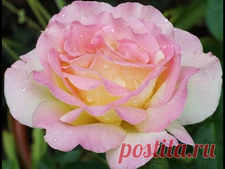 Чайно-гибридная роза ГЛОРИЯ ДЕЙ (Rose Gloria Dei)