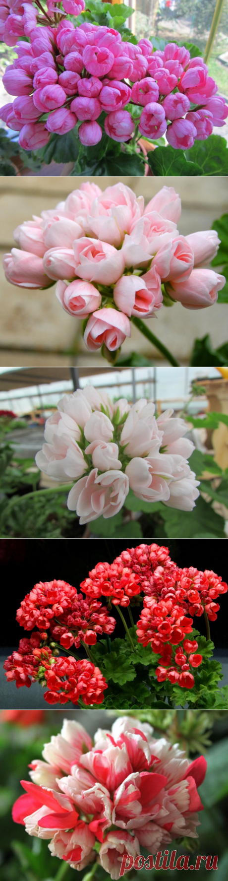 Тюльпановидная пеларгония - элегантность и изящество