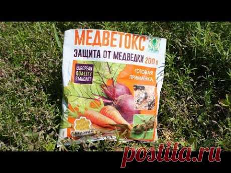 Как эффективно уничтожить медведку на садовом участке.   Куда класть приманки