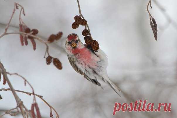 «Мартовская чечётка» Чечётка кормится на ольхе. Республика Коми. Снимок сделала Татьяна Спицына, nat-geo.ru/photo/user/14670