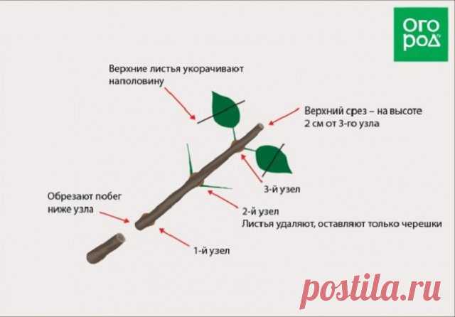 Размножение гортензии черенками – как это правильно делать осенью | Прочие многолетники (Огород.ru)