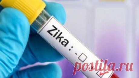 Вирус Зика проник в Россию » NewsMedik - Новости медицины