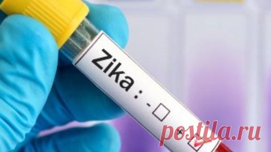 Вирус Зика проник в Россию » NewsMedik - Новости медицины