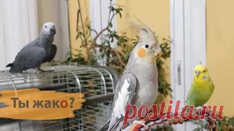 Прогулка попугаев волнистого, кореллы и.. жако тоже попросился 😛