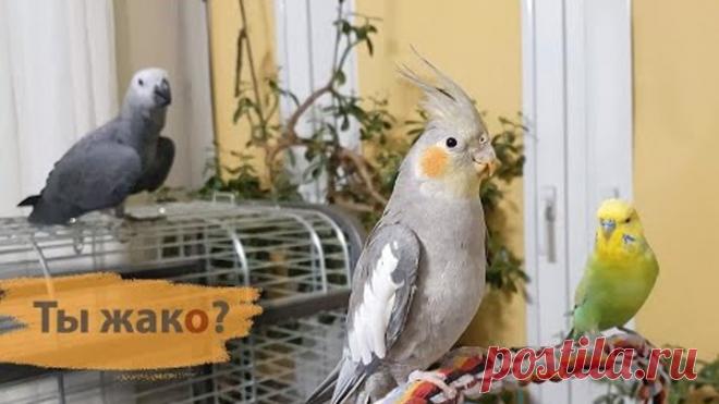 Прогулка попугаев волнистого, кореллы и.. жако тоже попросился 😛