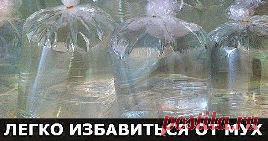 Как избавиться от мух