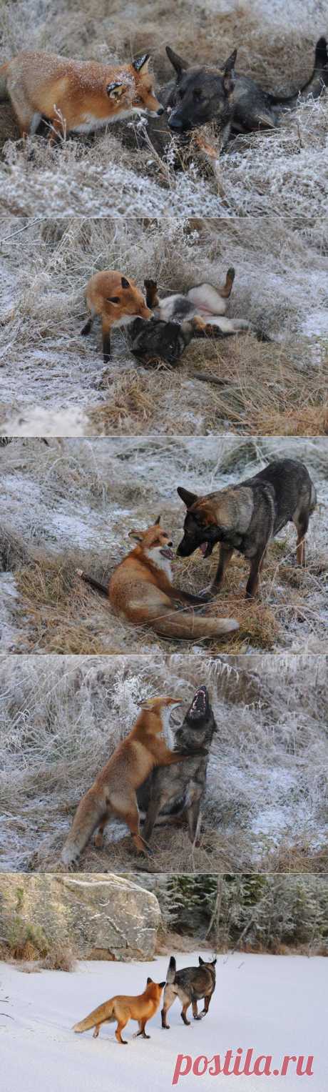 Невозможная дружба: лиса и охотничий пёс.