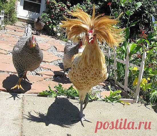 Петя петушится...